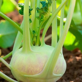 Hạt giống Su hào xanh gói 0.5 gram xuất xứ Việt Nam