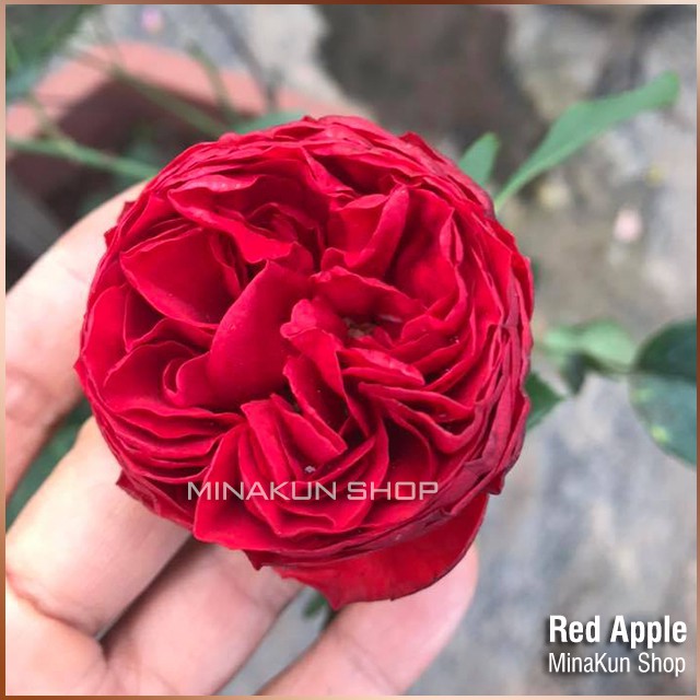 Hoa hồng ngoại Red Apple Rose - MinaKun Shop