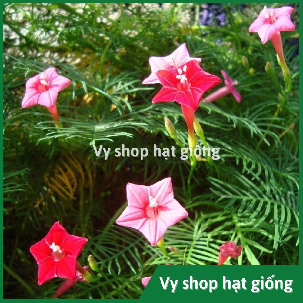Hạt giống hoa tóc tiên leo  gói 30 hạt mix màu