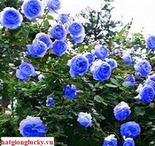 Gốc hồng leo