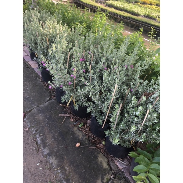 Cây hoa tuyết sơn phi hồ