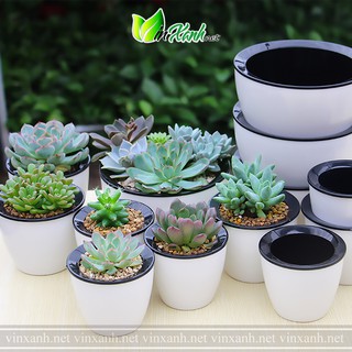 Chậu nhựa cao cấp trồng cây sen đá xương rồng thông minh 2 lớp tự tưới, tự dưỡng, thủy canh