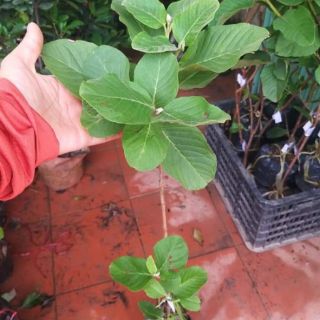 Ổi không hạt trồng chậu