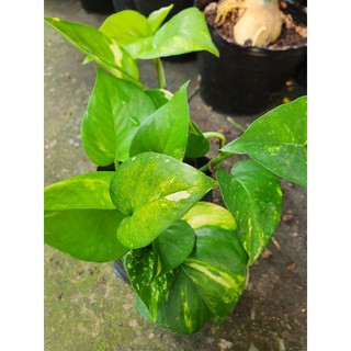 Chậu cây trầu bà.