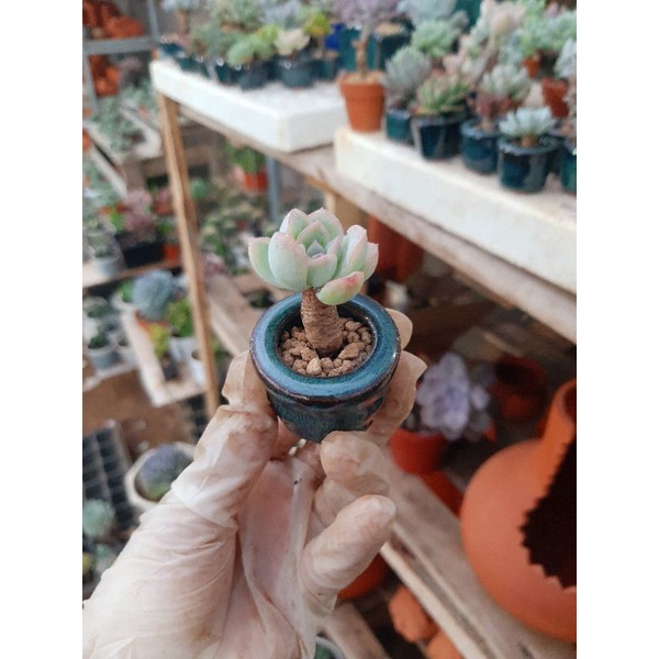 Sen thụ mini trồng chậu hỏa biến xanh