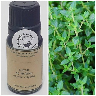 Tinh dầu Cỏ Xạ hương - Thyme