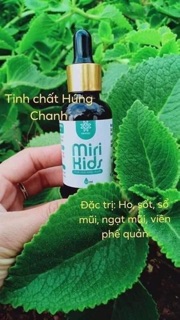 Dầu húng chanh