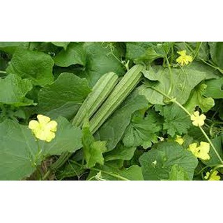 Gói 20 hạt giống mướp khía