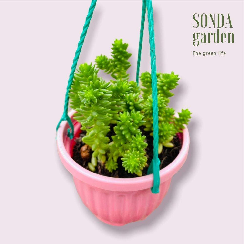 Sen đá sedum rong biển SONDA GARDEN trồng chậu treo đường kính 9cm cây cảnh trang trí nhà cửa lỗi 1 đổi 1