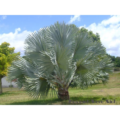 cây giống Cọ Bạc (kè bạc, chuẩn giống)
