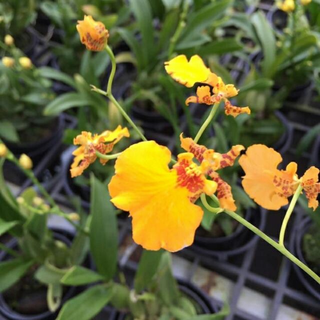 Hoa phong lan vũ nữ aloha