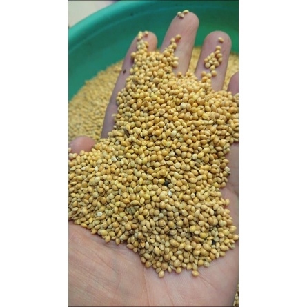 Kê vàng hạt to hàng Bỉ gói chiết lẻ 1kg