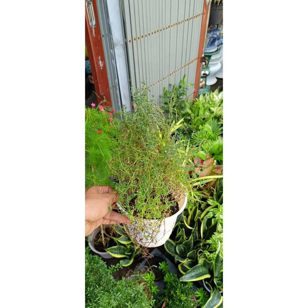 Cỏ xạ hương cỏ xạ hương (Thyme) có tên khoa học là Thymus vulgaris- thần dược tốt cho thần kinh và hô hấp (chậu cây)
