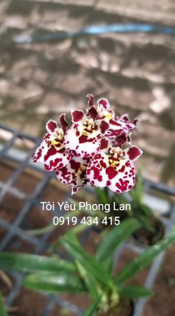 Combo 6 loại hoa lan vũ nữ giống,  cây gần hoa 150k