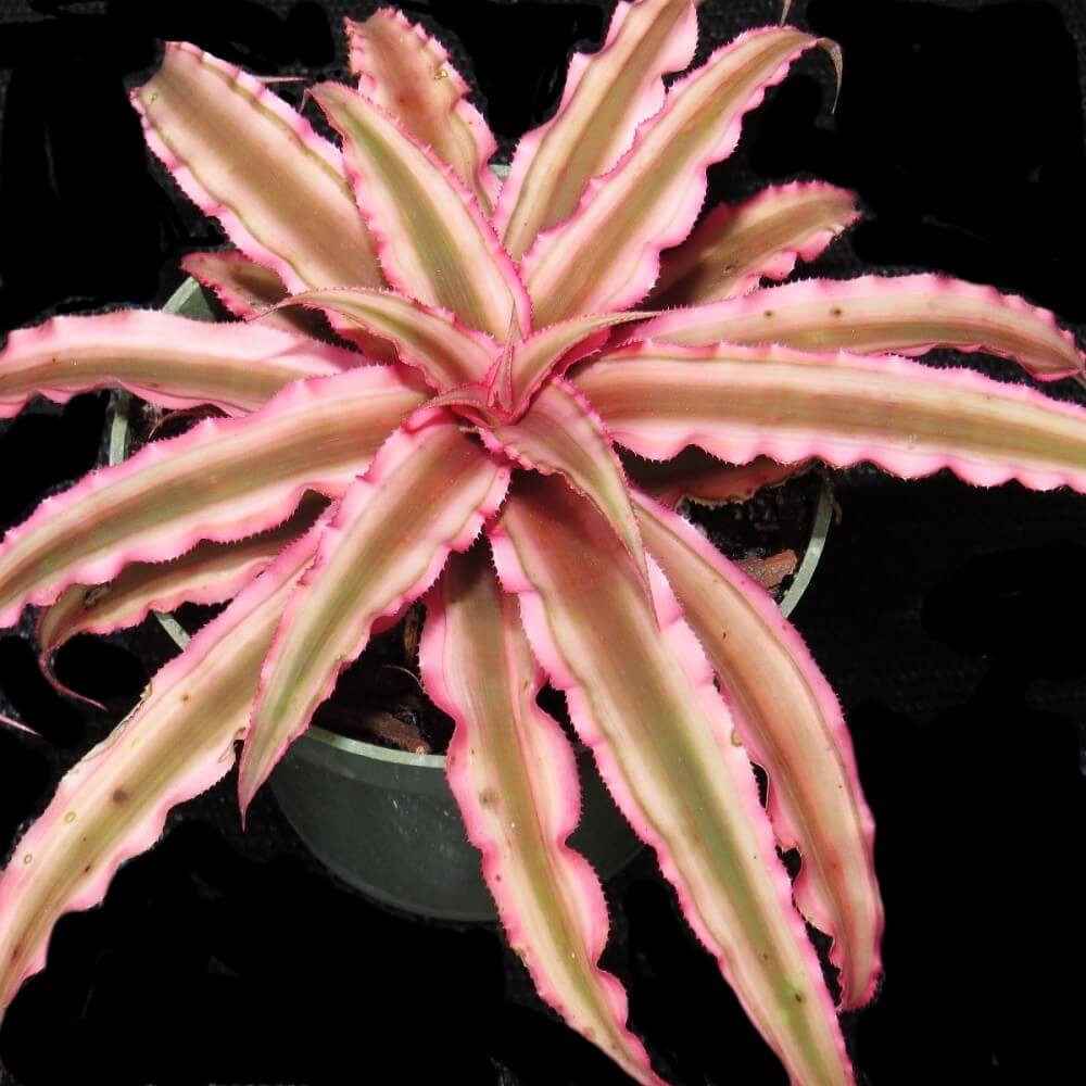 Cây Cryptanthus bivittatus Pink Starlite (Dứa cảnh, Nhung Diệp Tiểu Phụng) chậu nhựa treo