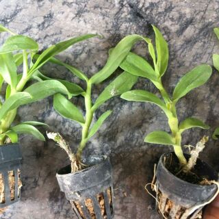 Phi điệp trắng Cây giống