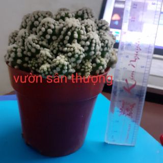[Hót 2020] xương rồng đám mây 1 chậu