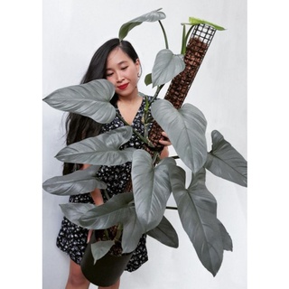 Kiếm Bạc, trầu bà, philodendron hastatum. ( cây giống )