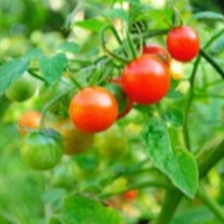 25 HẠT GIỐNG CÀ CHUA QUẢ TO