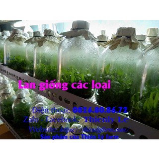 Lan giả hạc rừng Đăk Lay
