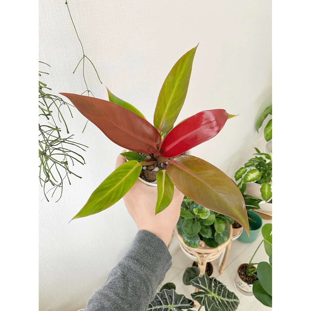 Cây giống Philodendron Red King (Hồng Đế) chậu nhựa