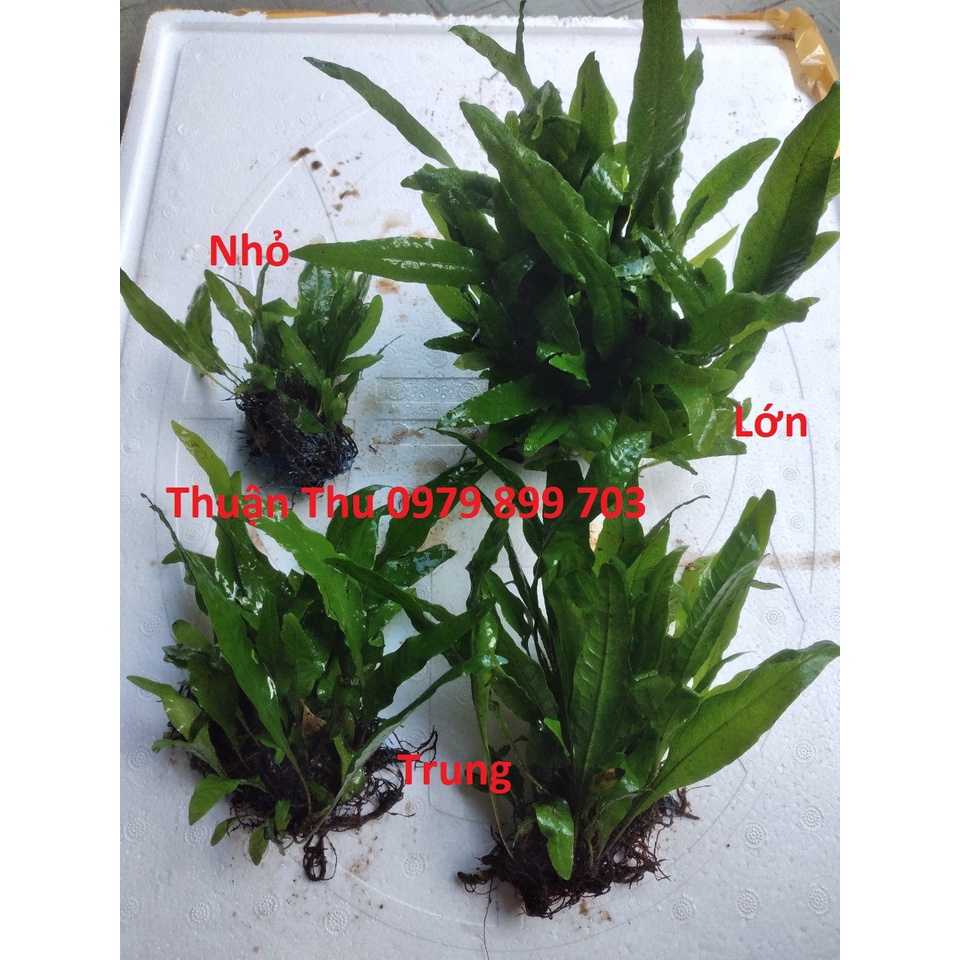 Cây Dương xỉ java thủy sinh / bán cạn loại lớn dài 20-40cm cây thủy sinh hậu cảnh