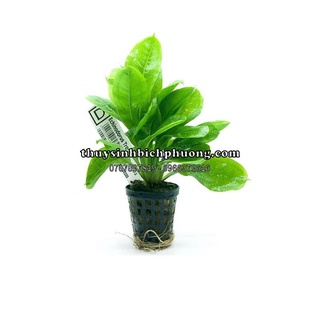 Trầu lùn tropica - cây thuỷ sinh dễ trồng không co2