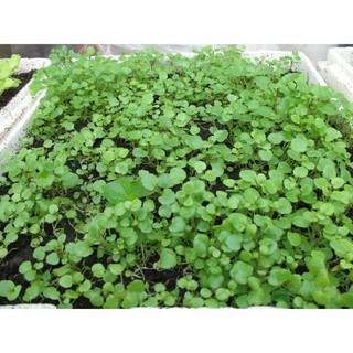 HẠT GIỐNG XÀ LÁCH XOONG