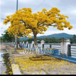 Cây giống chuông vàng