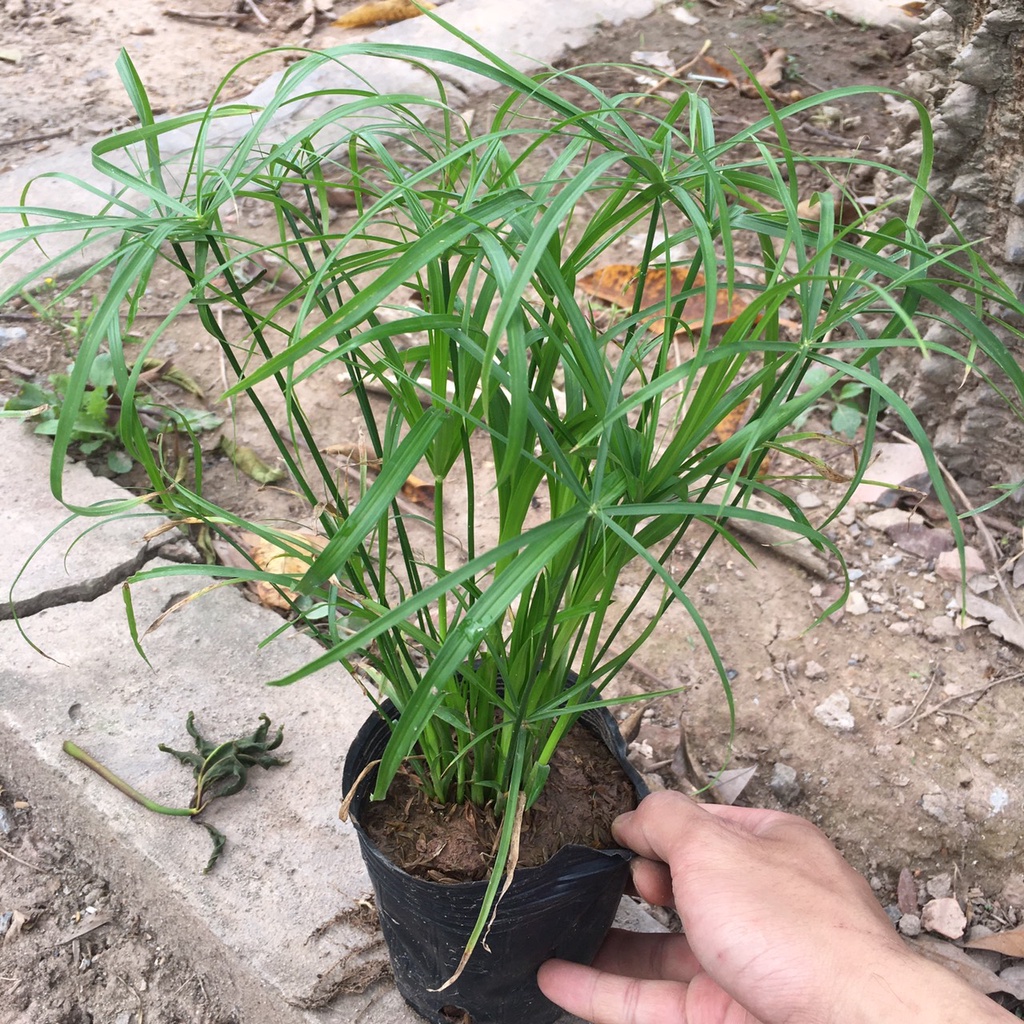 Cây THUỶ TRÚC Chiều Cao 25cm Thích Hợp Trang Trí Sân Vườn,Bể Thuỷ Sinh