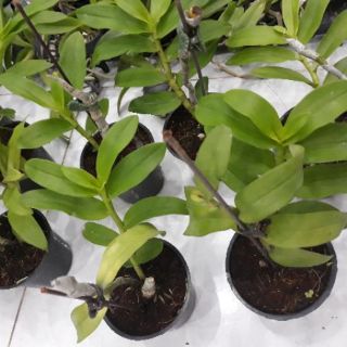 Hoa phong lan - trầm 5ct họng tím