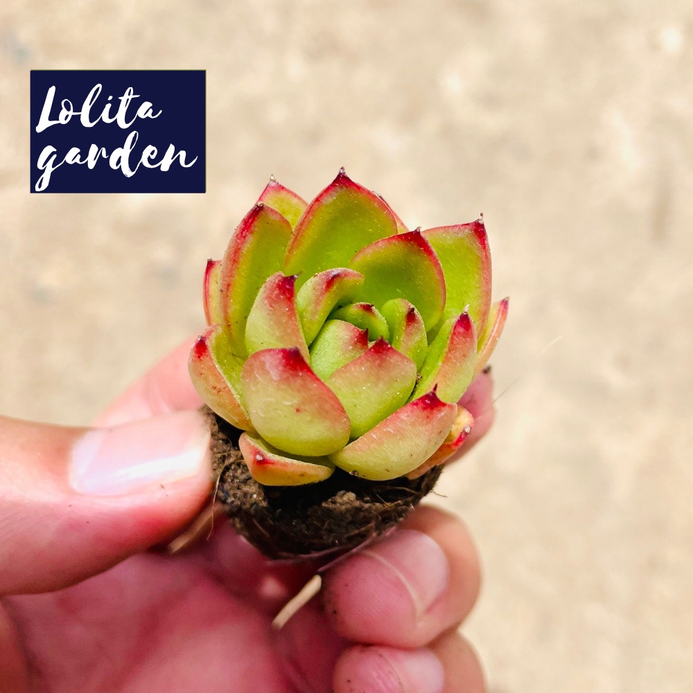 Sen đá viền lửa Đà Lạt size mini cây cảnh trang trí nhà cửa Lolita garden