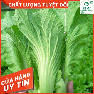 🌱HẠT GIỐNG CẢI BẸ DƯA_25GR🌱