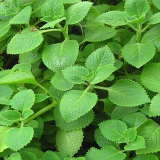100gr Lá húng chanh tươi có sẵn tại vườn