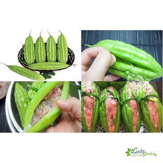 10 Hạt giống Khổ Qua (tặng gói Kích nẩy mầm và Hướng dẫn) XTRA