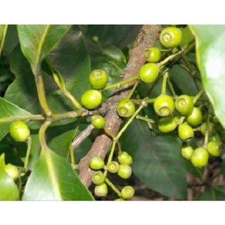 Lá vối sạch 1KG