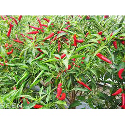 Cây Ớt Chỉ Thiên