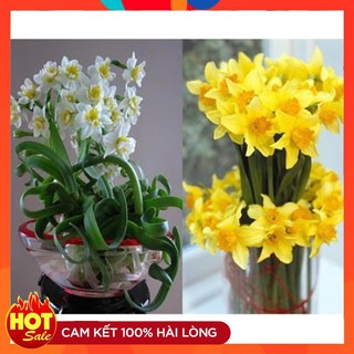 Hạt giống hoa để bàn hạt giống hoa đẹp tự chọn thach thao