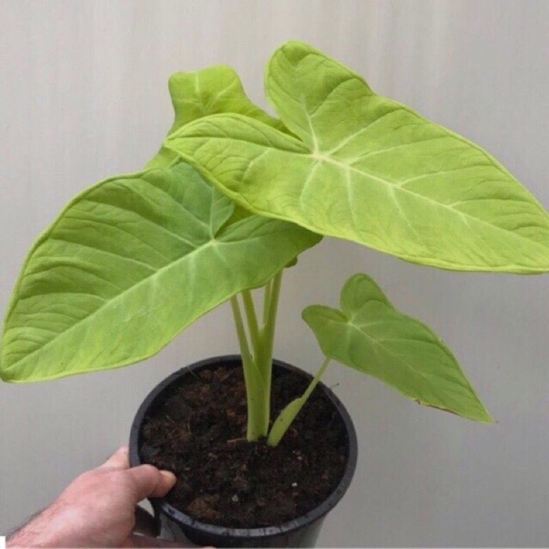 Cây dọc mùng rễ trần