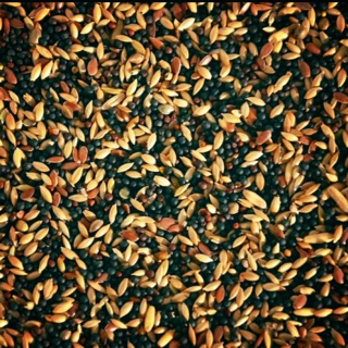 Thức ăn hạt trộn cho chim yến hót, gold finch, thạch yến.