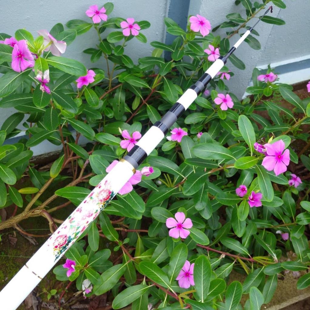 Cần Câu Tay Bạch Hồng 6H - cao cấp tải cá khỏe_ Cần Câu Đài