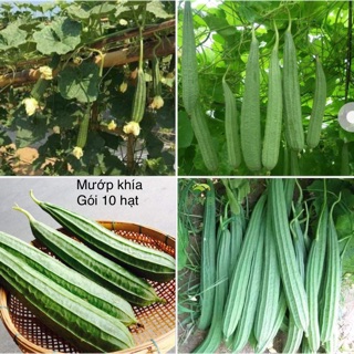 Hạt giống mướp khía