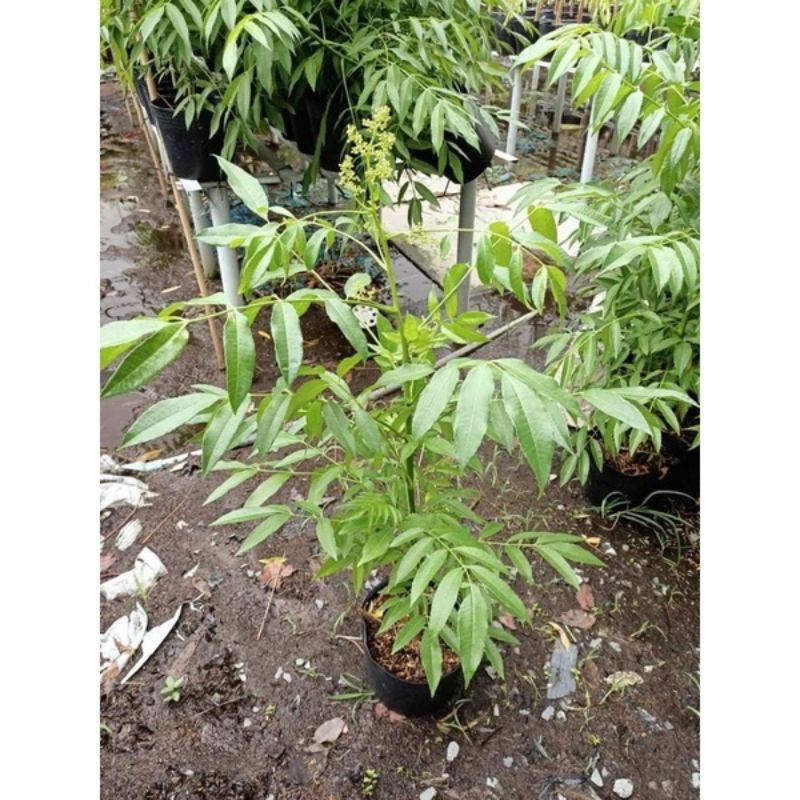 Cây giống cóc Thái ra quả sớm