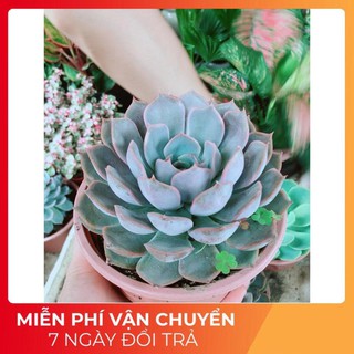 Sen đá tím cánh cứng size đại