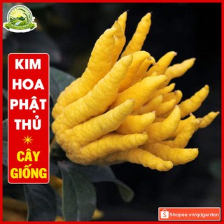 Cây Phật thủ (cây con giống F1) chuẩn giống cây khỏe không sâu bệnh có thể trồng quanh năm - QD39