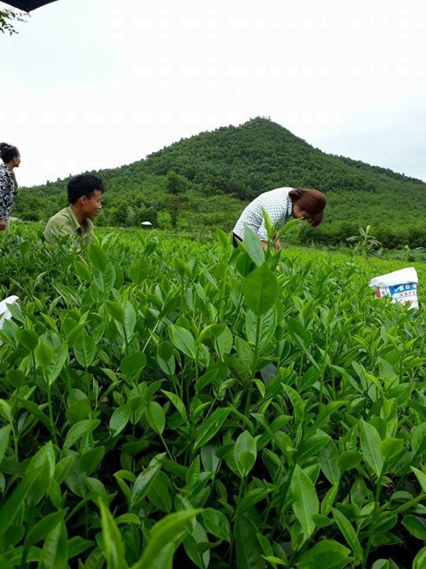 0.5kg bột trà xanh thái nguyên nguyên chất