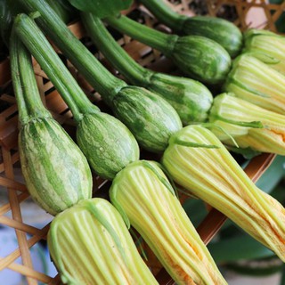 Hạt giống bí siêu nụ F1 VTP68 | Vạn Tín Store