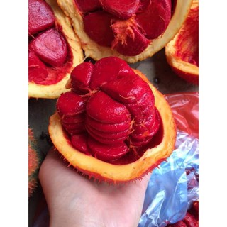 Lăn dưỡng môi dầu gấc