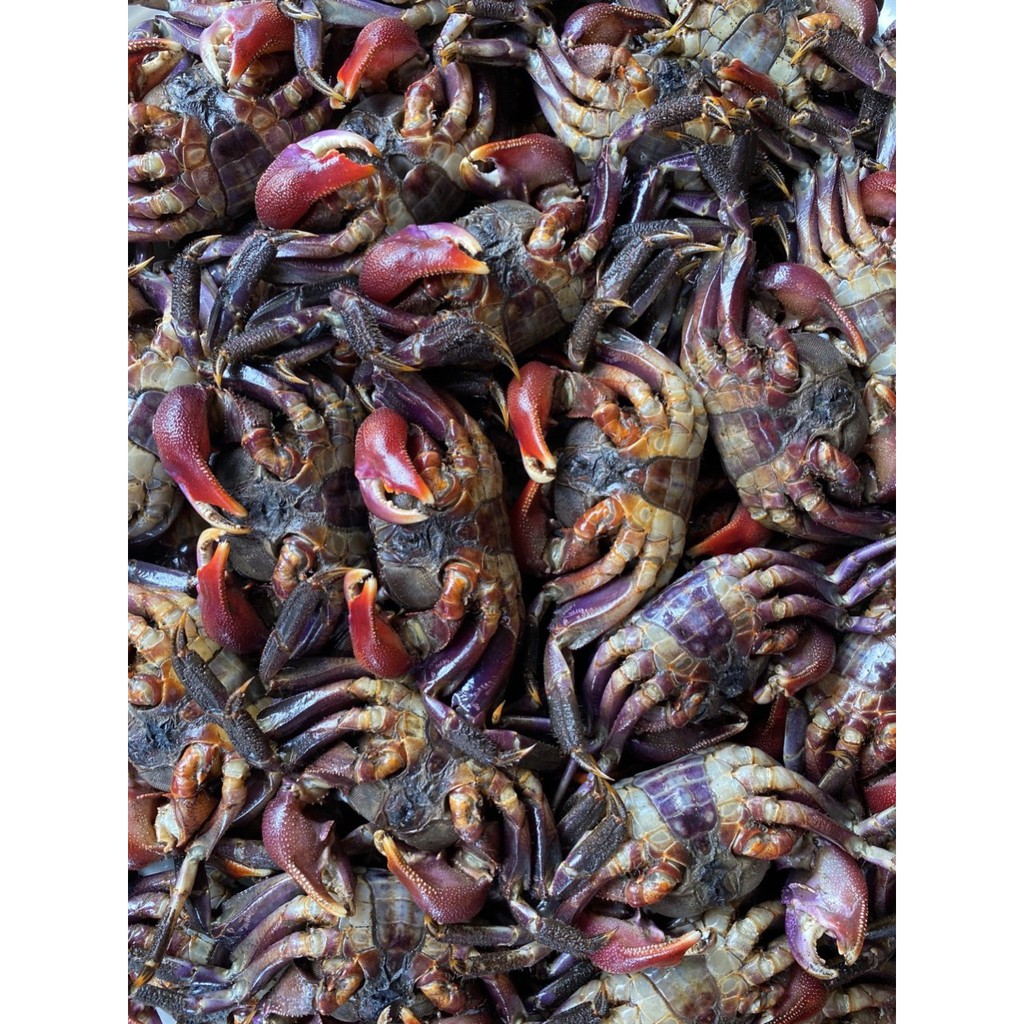 Mắm Ba Khía Nguyên Con chính gốc Rạch Gốc - Hàng lựa | BigBuy360 - bigbuy360.vn