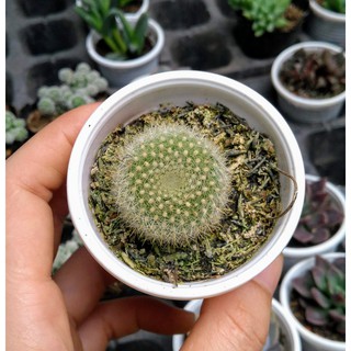Xương rồng thiên nga